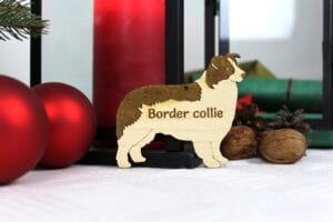 Border collie