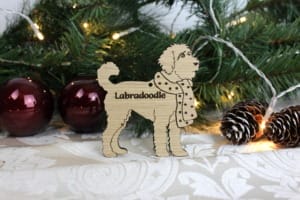 Labradoodle